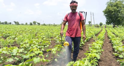 Un agricultor rocía fertilizante en un campo de India.