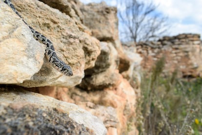 A horseshoe snake in Ibiza.