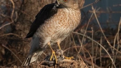 A Cooper's hawk eating a sparrow.