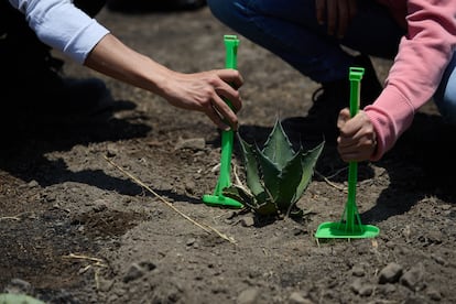 Volunteers plant agave at the university's pocket forest.