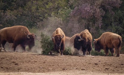 Desde hace 20 años, el parque Africam Safari es punto de acopio de los pino de Navidad para comida de los animales que alberga.