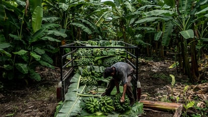 A worker loads bananas during a harvest in Nayarit, Mexico, in 2021.