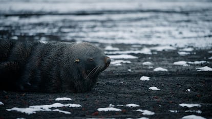 Un lobo marino, junto al cementerio de los balleneros en la isla Decepción.