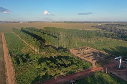 Terrenos de ganado y cultivos que dan sombra, en Brasil.