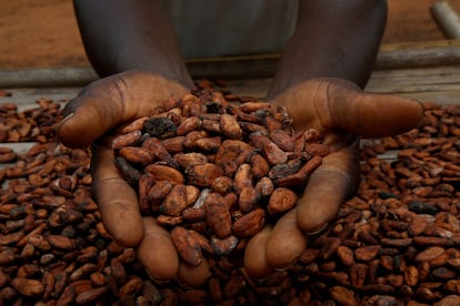 Un agricultor muestra granos de cacao en Sinfra (Costa de Marfil), en una imagen de archivo.