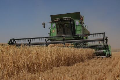 A combine harvester in a barley field in the Odessa region.